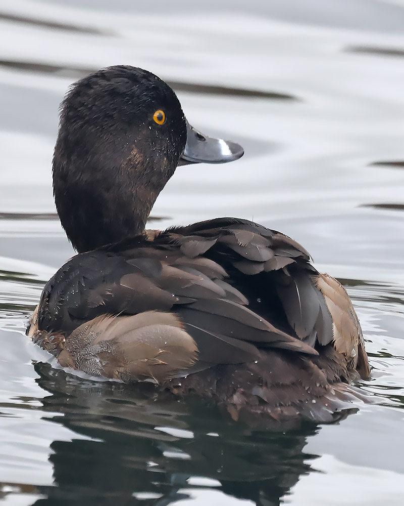 Ring-necked duck